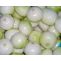 New Crhigh Quality Chinese Pure White Onion(5.0cm and up)